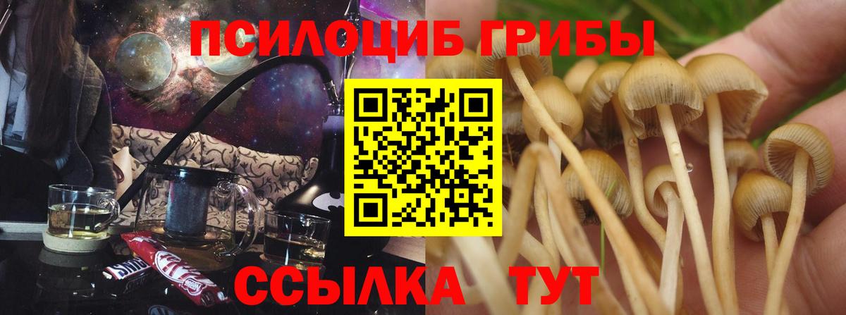 Галлюциногенные грибы Psilocybine cubensis Ефремов